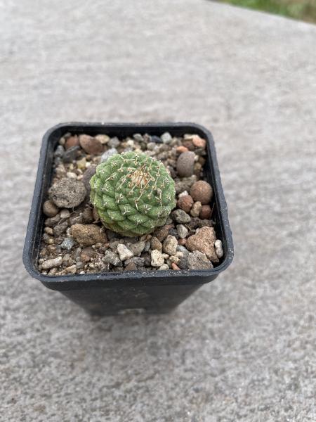 Strombocactus disciformis